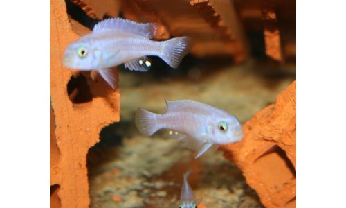 Melanochromis maingano white